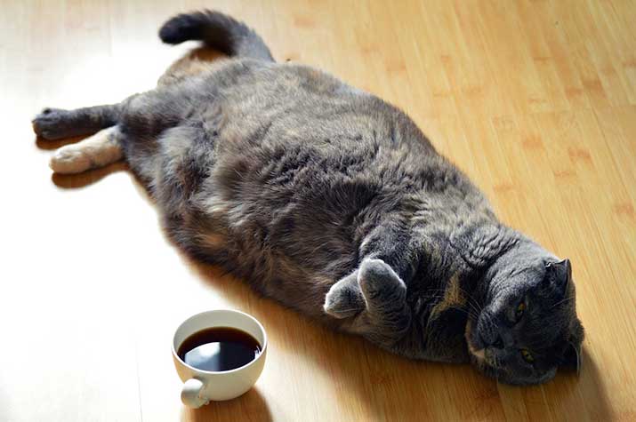 cat-coffee