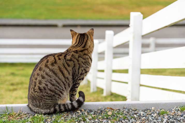 cat-and-fence