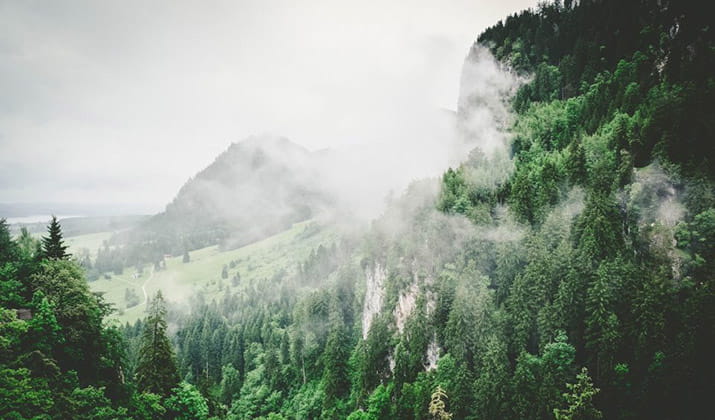 green forest landscape