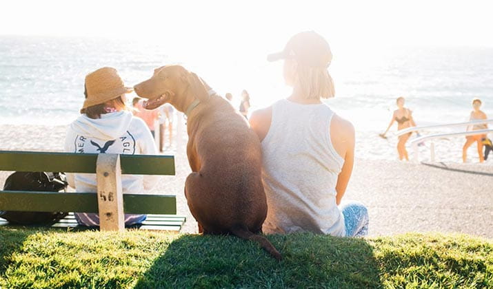 male-with-dog-at-the-beach