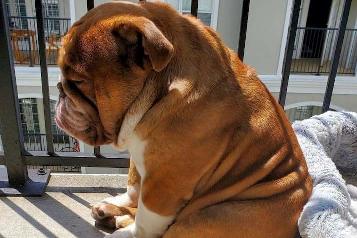 Sad bulldog on balcony