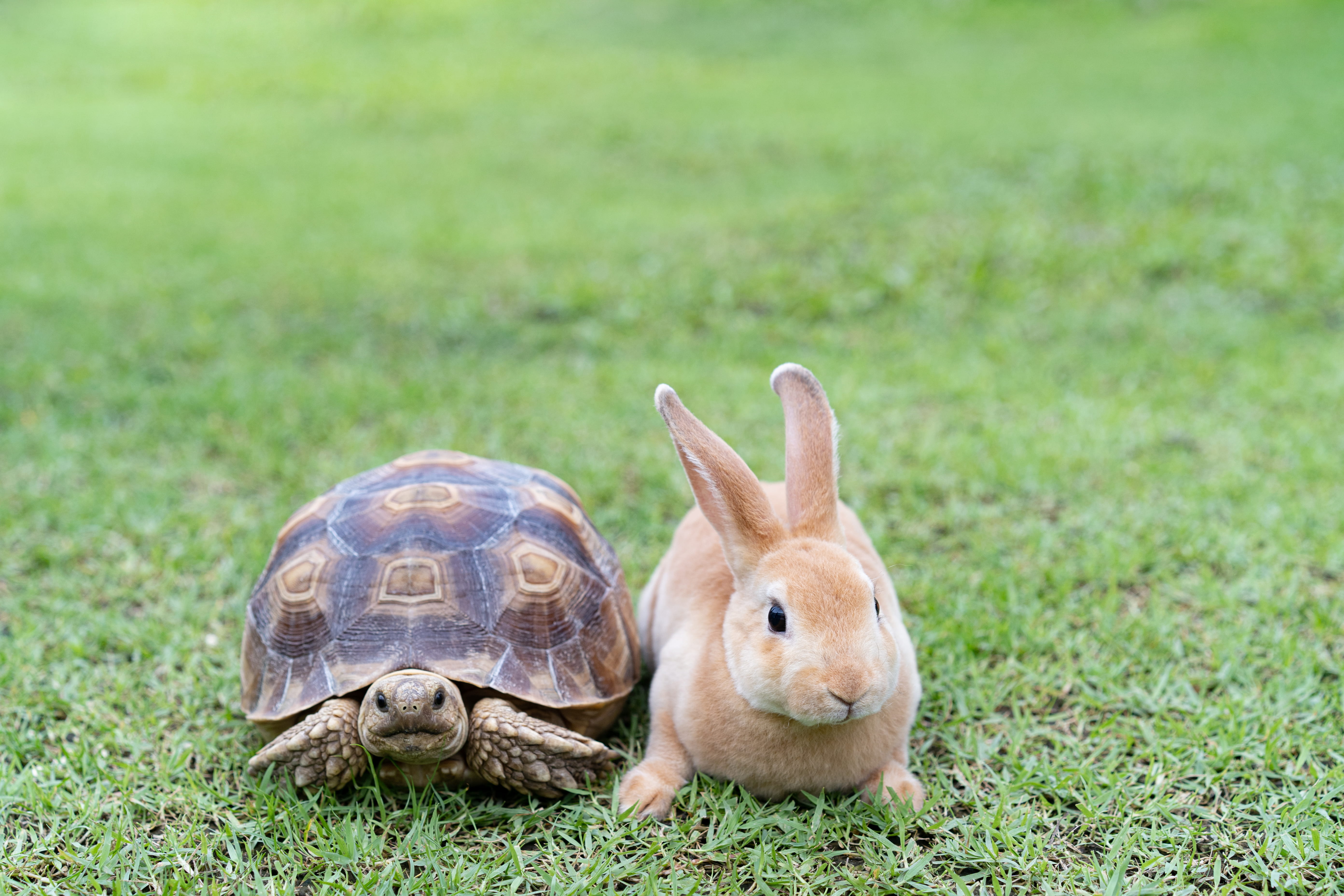 A tortoise and a hare sitting side by side on a green lawn