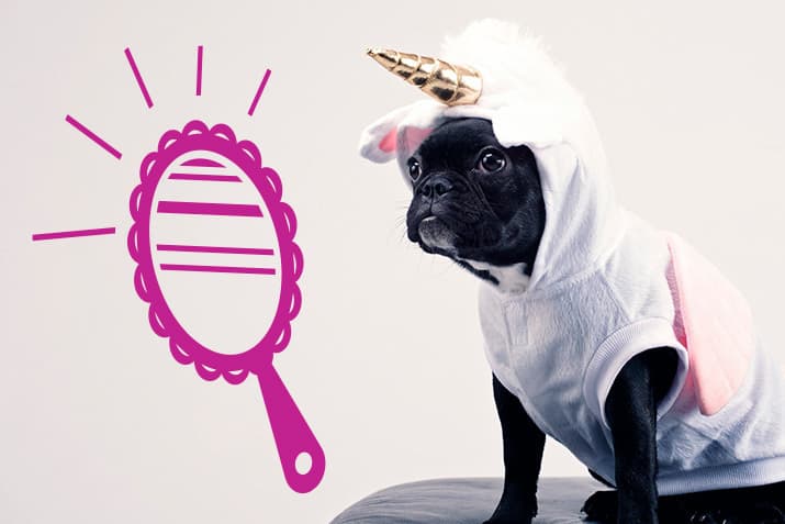dog-in-unicorn-suit-with-mirror-graphic
