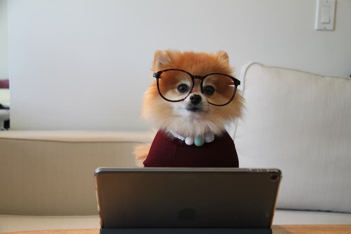 Small dog wearing glasses