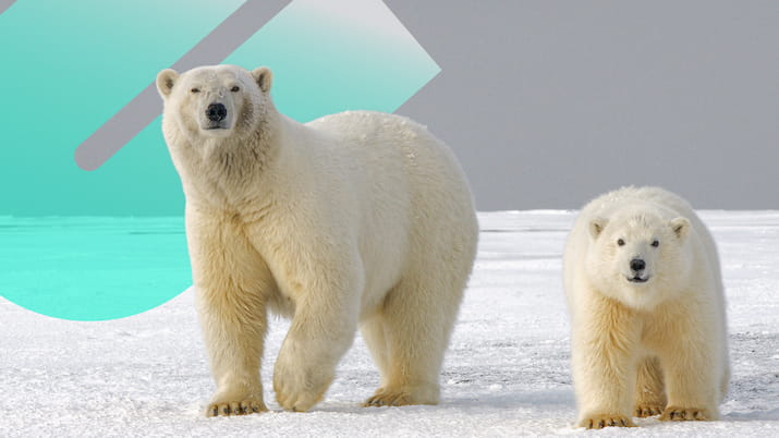 Polar bear cub walking with mum OUA logo