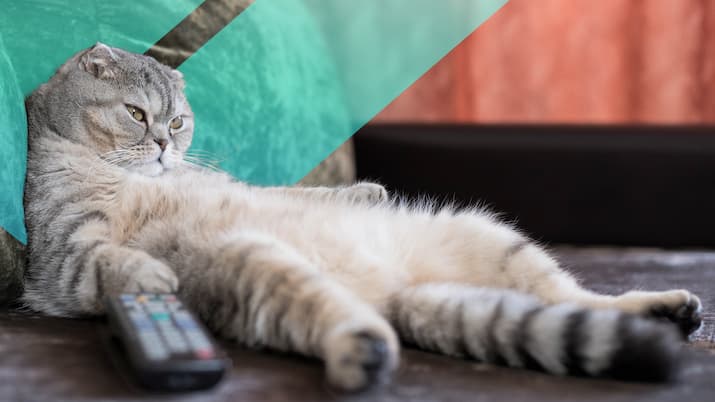 Lazy cat with remote OUA logo