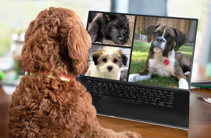 A brown dog using video conferencing to look at three other dogs