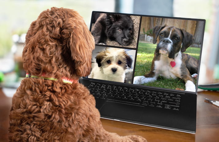 Virtual Friendships: Why Do Young People Make Friends Online