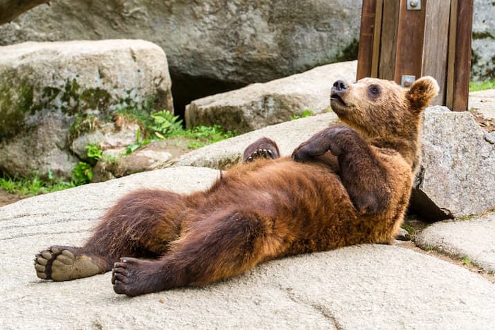 Bear sleeping on back