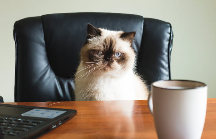 Jobs work from home