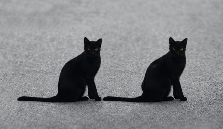 Two twin black cats on a road