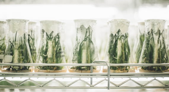environmental-science-plants-flasks